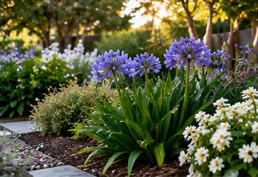 Close view of a planted border with blue agapanthus, silver foliage and small white flowers